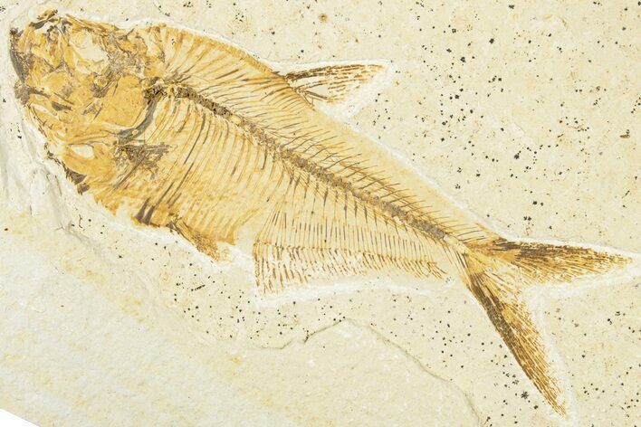 Detailed Fossil Fish (Diplomystus) - Wyoming #318391